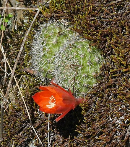 Image of Flame Crown (Aylostera fiebrigii) by no rights reserved