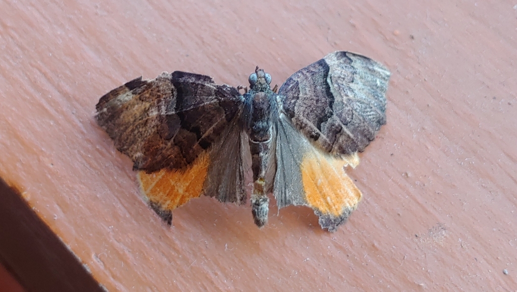 Photoscotosia pallidimaculata