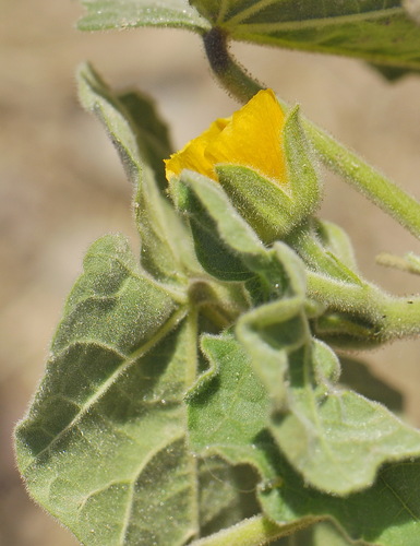 velvetleaf