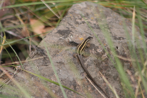 Schroeder's Tree Iguana, Liolaemus schroederi