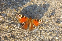 Aglais io
