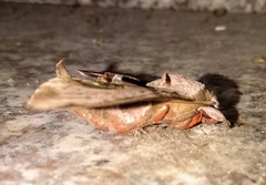 Daphnusa ocellaris