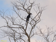 Anthracoceros malayanus