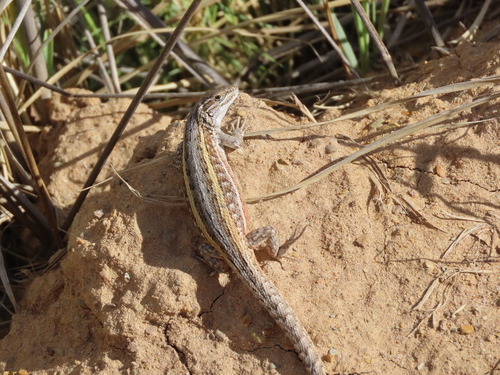Liolaemus chaltin
