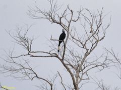 Anthracoceros malayanus