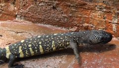 Heloderma horridum