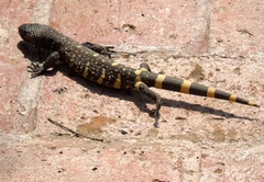 Heloderma horridum