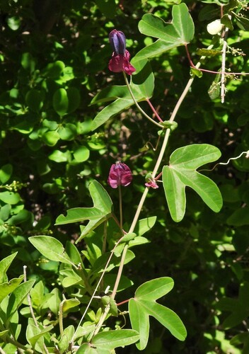 Passiflora umbilicata, photograph 2