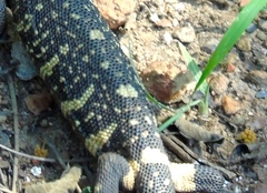 Heloderma horridum