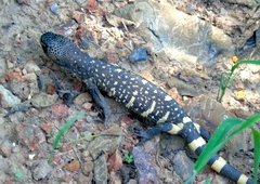 Heloderma horridum