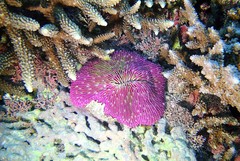 Fungia fungites