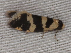 Lepidoscia characota