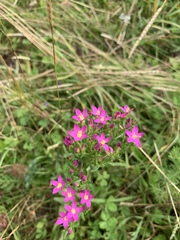 Centaurium erythraea turcicum