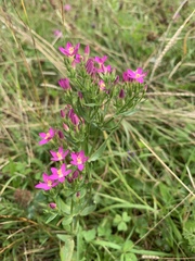 Centaurium erythraea turcicum