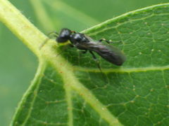 Passaloecus