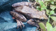 Osteocephalus planiceps