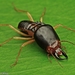 大白蟻屬 - Photo 由 Richard Ong 所上傳的 (c) Richard Ong，保留部份權利CC BY-NC