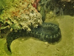 Congrogadus subducens