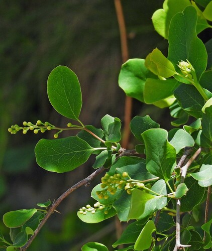 Berberis andeana (Berberis andeana)