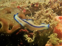 Pseudoceros concinnus