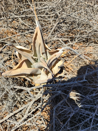 Aloe karasbergensis, photograph 6