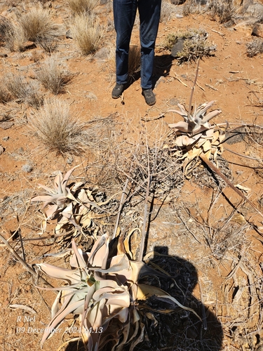 Image of Aloe karasbergensis by (c) Ricus Nel, some rights reserved (CC BY)