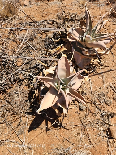 Image of Aloe karasbergensis by (c) Ricus Nel, some rights reserved (CC BY)