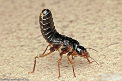 Macrotermes carbonarius