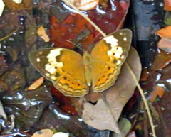 Cupha erymanthis erymanthis