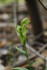 Pterostylis viriosa