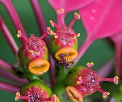 Euphorbia pulcherrima
