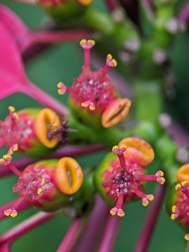 Euphorbia pulcherrima