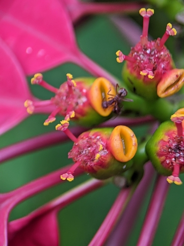 Euphorbia pulcherrima
