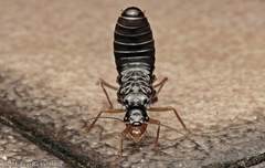 Macrotermes carbonarius