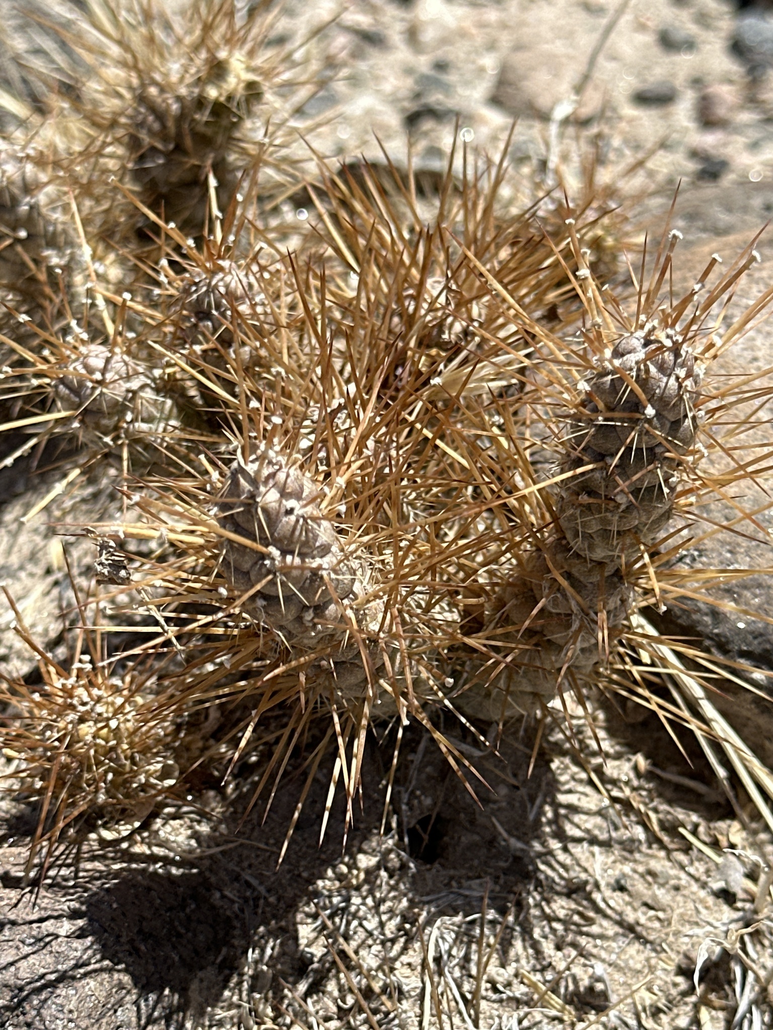 Tephrocactus weberi