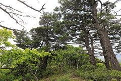 Pinus koraiensis