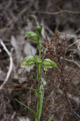 Pterostylis viriosa