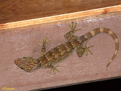 Gekko smithii