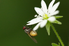 Thricops semicinereus