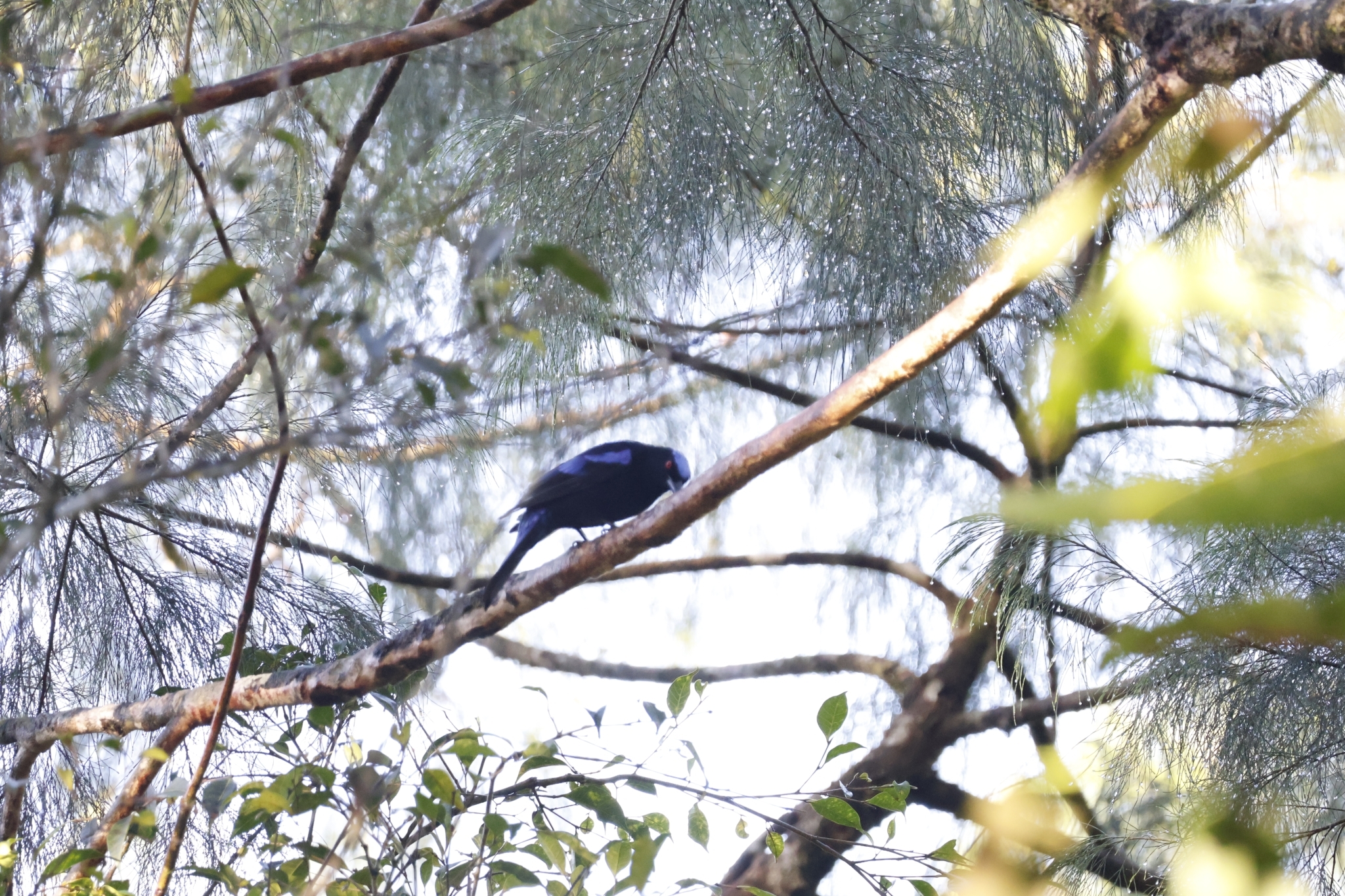 Philippine Fairy-bluebird (Irena cyanogastra), photo 6