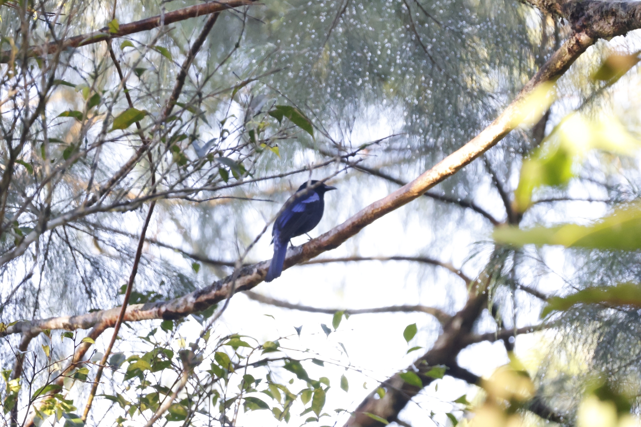 Philippine Fairy-bluebird (Irena cyanogastra), photo 7