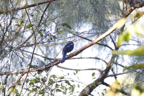 Philippine Fairy-bluebird (Irena cyanogastra), photo 7