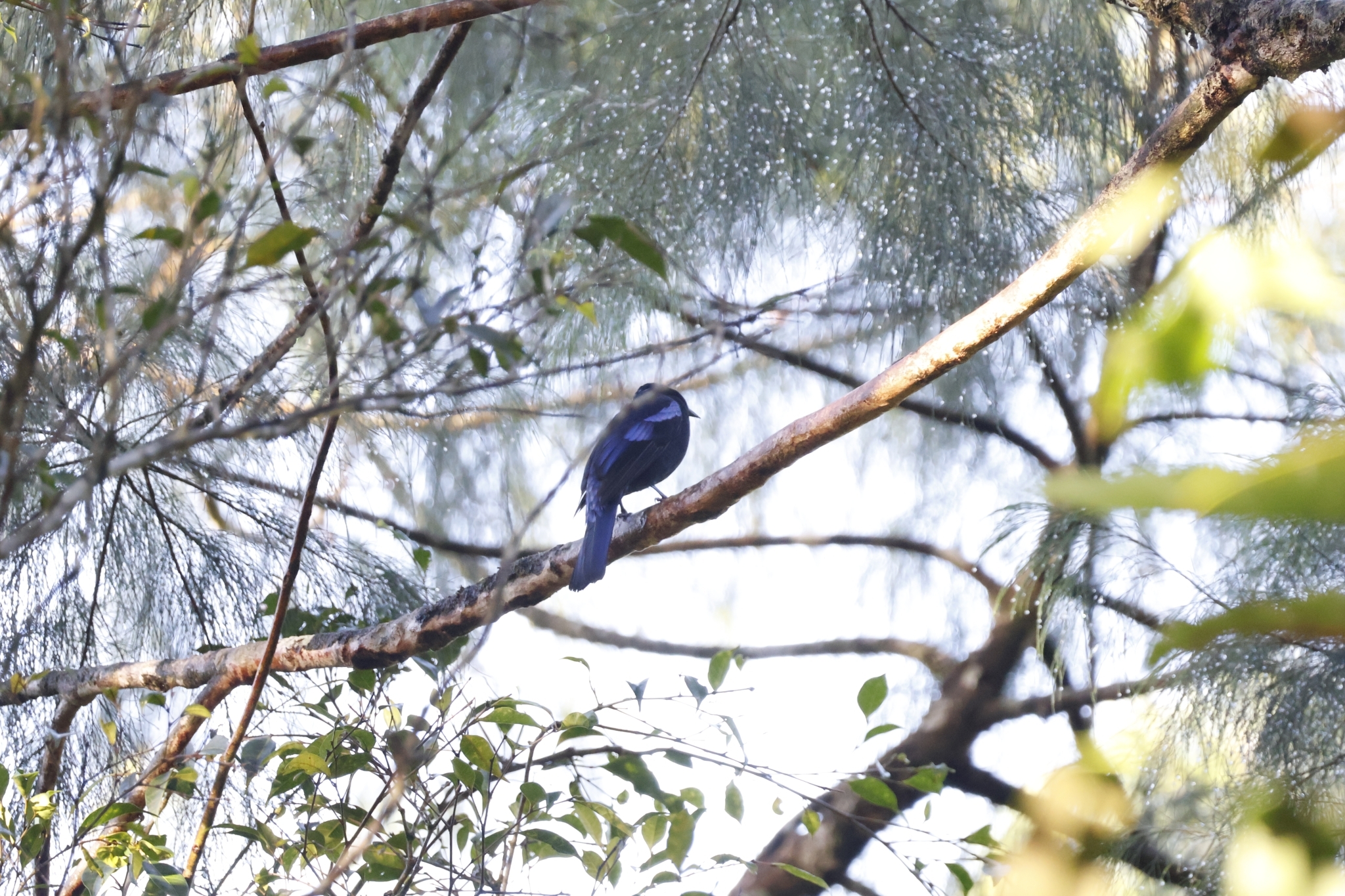 Philippine Fairy-bluebird (Irena cyanogastra), photo 8