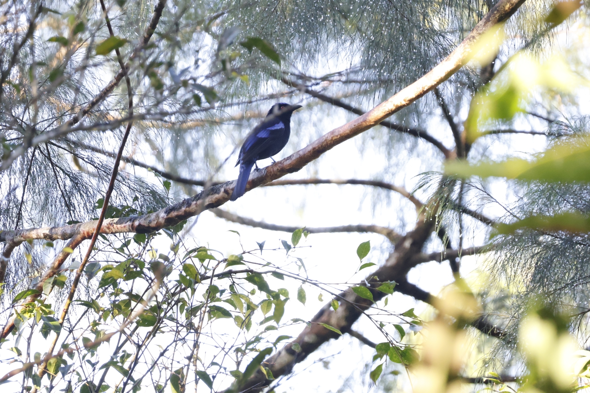 Philippine Fairy-bluebird (Irena cyanogastra), photo 9