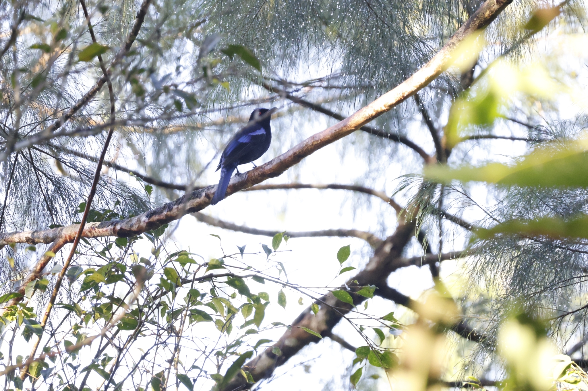 Philippine Fairy-bluebird (Irena cyanogastra), photo 10