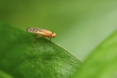 Opomyzidae