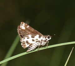 Hesperilla ornata