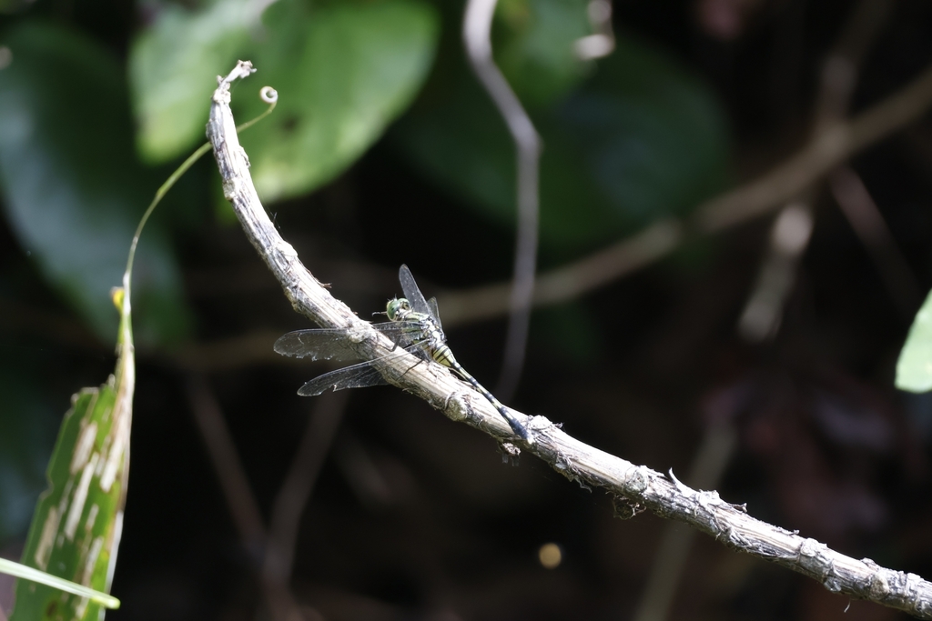 Green Skimmer