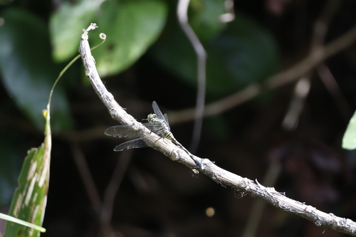 Green Skimmer