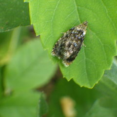 Olethreutes auricapitana